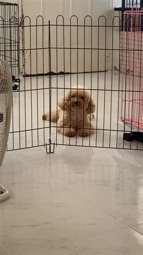 Kung makatingin si Nano sa’kin, parang ako ang fur parent niya 🥹 That look in her eyes — pure trust, pure love, no doubts, no conditions. Para bang sinasabi niya, “Safe ako sa’yo, tita Beth.” And that… means everything to me. Hindi lang ito trabaho. Hindi lang pag-aalaga. It’s connection. It’s responsibility. It’s love na hindi kailangang ipaliwanag. Every wag of their tail, every excited greeting, every quiet moment na nakatitig lang sila sa’kin — ramdam ko na tinatanggap nila ako bilang isa s