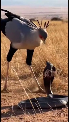 Savannah Showdown! Secretary Bird vs Cobra Rapid Stomp Attack 🦅🐍