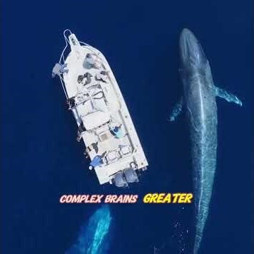 Why Whales Never Evolved Gills After 50 Million Years in the Ocean 😱.