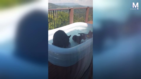 Mama and cubs chill in kiddie pool