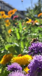 15K views · 1.1K reactions | How cool are bees!  Worker bees change roles many times throughout their short lives. The first half is in the hive as a House Bee and the second part is outside the hive as a Field Bee. As a Field Bee she will collect pollen, nectar, water and resin. | Flow Hive | Facebook