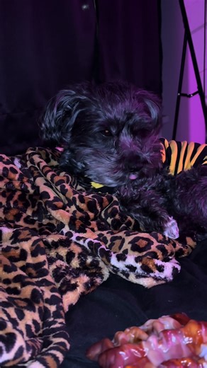 heyjessie (@heyyyyyyjessie)’s videos with original sound -