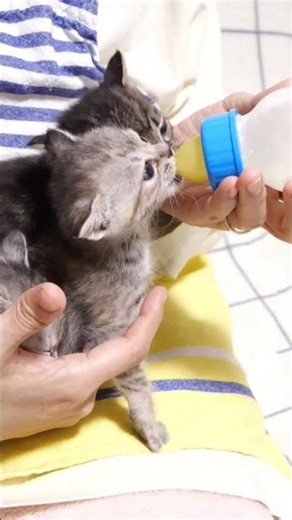 ぼくものみたーーい！！【赤ちゃん猫 保護猫】 #kitten #cat #gatto #子ネコ #好きな子猫 #meow #子猫 #cute #エウレカねこ部