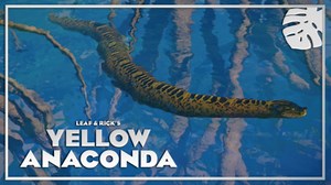 Yellow Anaconda (Habitat Version) - New Species (1.12)