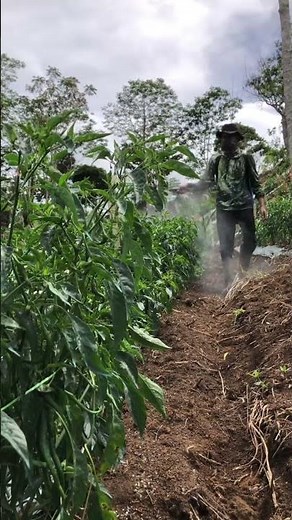 How to deal with thrips pests