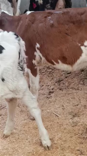 Exploring Dairy Farming in Kenya