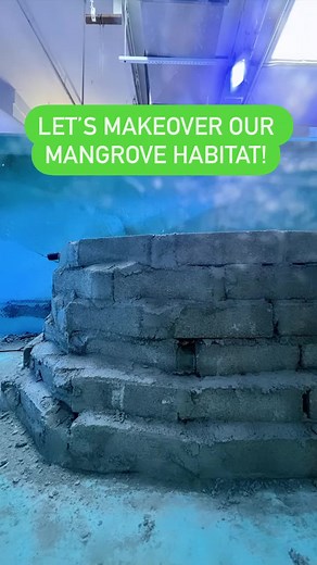 1.6K views · 27 reactions | Our mangrove habitat got a major makeover! An incredible amount of love and work went into this habitat that’s now home to about 40 #Mangroves, #DiamondFish, #ChocolateChipSeaStars, baby #EpauletteSharks and more! Check out the INCREDIBLE transformation that took place over the past couple of weeks. You can find this #mangrove habitat in the Hall of Fishes.  #BehindTheScenes #NewHabitat #AquariumTransformation | Birch Aquarium at Scripps | Facebook