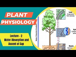 PLANT PHYSIOLOGY | Lecture - 2 Water Absorption and Ascent of Sap | Go Agro