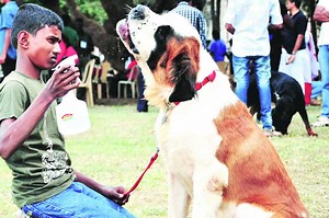 पेट टॉक : सूर जमायला हवा..