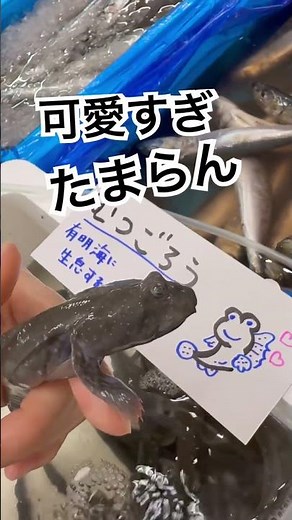 有明海と八代海に生息する珍しいおさかな#ムツゴロウ
