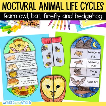 Nocturnal animal life cycle sequencing cut and paste activities owl bat firefly