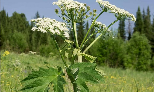 Cow Parsnip vs Giant Hogweed: 5 Key Differences
