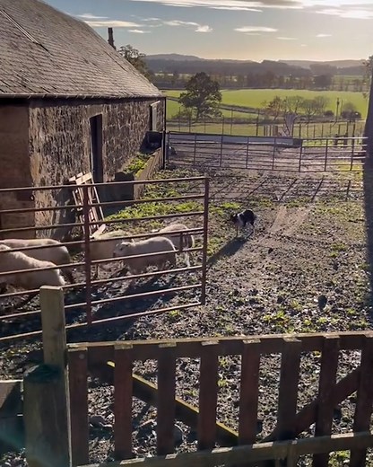 29K views · 1.2K reactions | The sheep only listen to the dogs  | Sean The Sheepman | Facebook