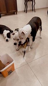 Dog comics 🐶🐶😂😂 #kira_family #dog #dogs #foryoupage #fyp #comedy_category_mu #comic #comics | Kira Family