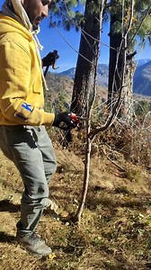 28K views · 779 reactions | Step selection #pruning #training #royal #apple #farming # | Sanjeev Mahar | Facebook