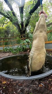 Talia the saltwater crocodile showing how crocs are not just mindless killing machines but actually intelligent animals that analyze new prey and show caution around novel prey items. The natural inclination of a crocodilian is to eat food as quickly as possible so that a conspecific cannot steal that food right out of their mouth and eat it before they do. So they typically eat in a very quick and rushed manner which leads humans to think that they have no sense of taste or discernment about th