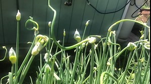 10 Starter Plants of Perennial Egyptian Walking Onion (Bare Root) Per Package