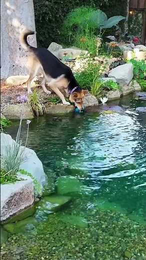 Build me a Lagoon in my small backyard 🏝️ #landscapedesign #swimmingpool #naturalpool #backyard