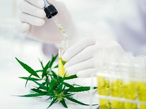 内因性カンナビノイドを阻害する怖さ…大麻草・マリファナの大きなリスク [依存症] All About