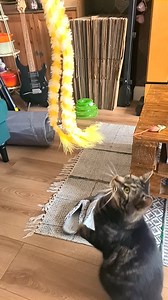 🐾 Momo in Action! 🐾 Meet Momo from Flint, showing off his incredible leaping skills in slow motion! Cats are natural athletes — strong, graceful, and oh-so-determined when it comes to their favourite feather toy! 🪶💛 We love capturing moments like this that show just how powerful (and playful!) our feline friends really are. Does your cat have a favourite toy that brings out their inner hunter? Tell us in the comments! 👇 #CatButler #CatButlerFlint #SlowMoCat #CatPlaytime #FeatherToyFun | The