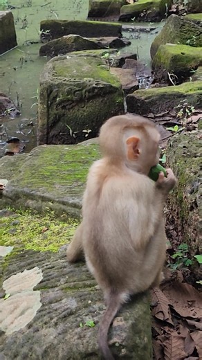 So Cute Baby monkey very adorable on stone TN1 #reels #monkey #wildlife #animal #viral #baby | CD Monkey | Facebook