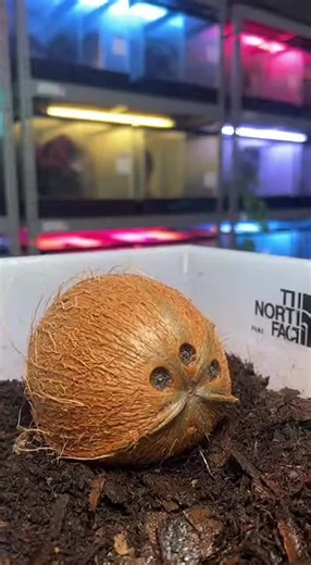 Exploring Hybrid Creatures and Alien Life Forms