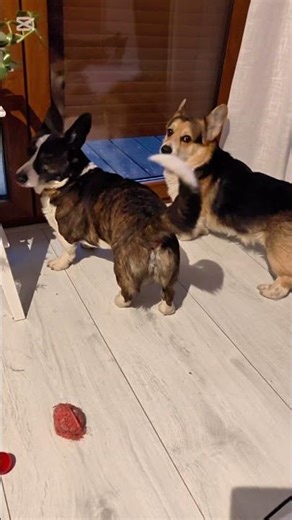 Pieski coś usłyszały #psy #corgi #szort #welshcorgi #pembroke #cardigan #Shorts