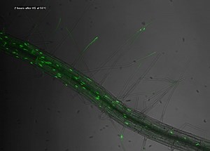 3K views · 86 reactions | A video of a 6-day-old Arabidopsis root...