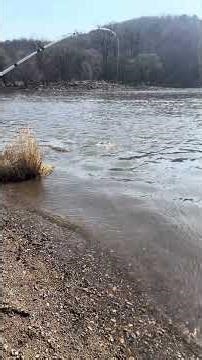 26” channel cat fishing #Shorts