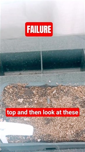 Sage seeds to sprouts: FAST Germination trick.