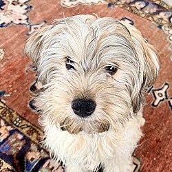 Minneapolis, MN - Lhasa Apso. Meet Imara a Pet for Adoption - AdoptaPet.com