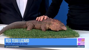 Meet Helios, the Red Tegu Lizard from Wildlife World Zoo, Aquarium & Safari Park - video Dailymotion