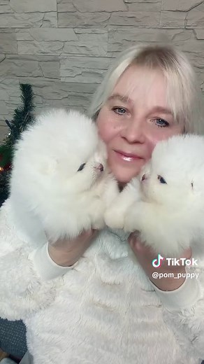 Pomeranian Puppy Care Tips and Recommendations