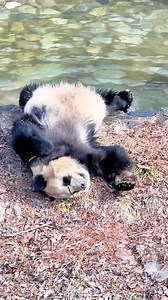 23K views · 449 reactions |  Giant panda testing the water Peak cuteness! Giant #panda Hengheng puts his feet into the water to test the temperature before swimming in Foping county, Shaanxi Province. The sound of him happily splashing around makes his joy contagious. | WE ARE CHINA | Facebook