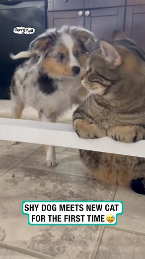 'We're gonna be best friends'😋🥰 | Furry Tails