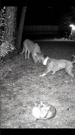 What happens when a fierce cougar targets defenseless kittens… and a loyal Pitbull stands in it way?