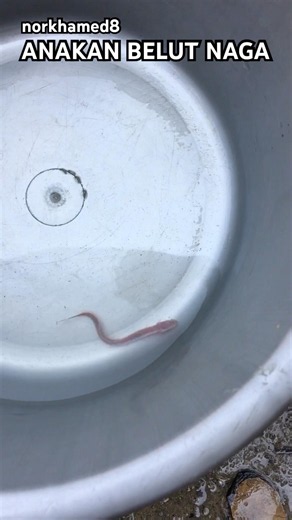 baby dragon goby #fishing #dragongoby #shorts