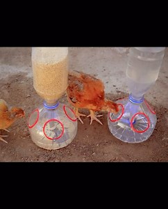 17K views · 243 reactions | Diy feeders!❤️ #diyfeeders #poultry #feeder | Poultrycare.ng | Facebook