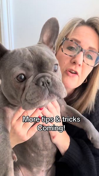 French Bulldog Puppy Training Tips and Tricks