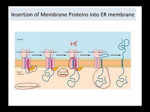 Protein trafficking Part 1