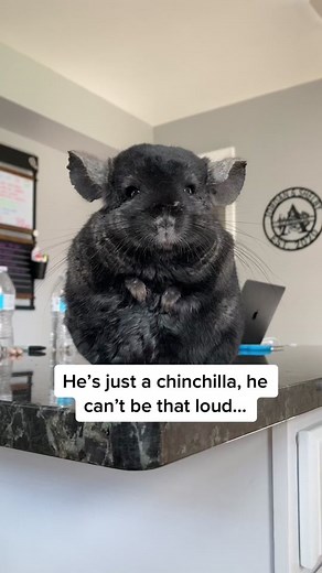 Chinchilla Screaming Compilation