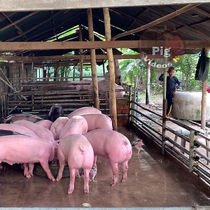 Young Boy And Young Girl Washing and Feeding Pig F | Pig Videos
