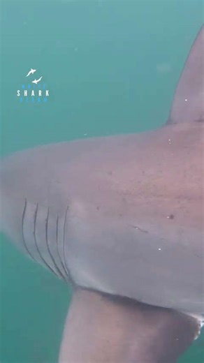 Great white shark agility