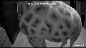 11K views · 289 reactions | Have you ever seen a pregnant Giraffe?!  Zuri, one of the Giraffes we care for at Wellington Zoo, is soooo close to delivering her first calf and this weekend COULD be your last chance to see her before the baby arrives. 漣 Not many people can say they've seen a pregnant Giraffe in their life, that's for sure. Nau mai haere mai to Wellington Zoo this weekend.  | Wellington Zoo Te Nukuao | Facebook