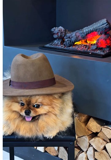 🐶Just a hardworking fluff getting the glow-up he deserves ☁️💡 Meet the fluff who’s mastered the art of doing absolutely nothing — but with style (wait till the end). Brushing, massage, and a little infrared glow-up, all by the fireplace. Warning: watching this may cause extreme relaxation and serious fluff envy. 🐾🔥✨ #reels #asmr #asmrpets #spatime #explorepage #pomeranian #dogaccessories #viralreels #viralvideo #petfluencer #fireplace #cozyvibes #relaxingvideo #dogspa