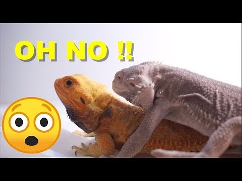 How To Breed Bearded Dragons !! Bearded Dragon Behaviours PART 1