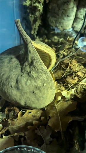 Octune jungle on Instagram: "Utiliser des éléments non stérilisés peut introduire des parasites provenant de l’extérieur. Pour des animaux nés en captivité, ce n’est pas compatible, car ils ne sont pas réellement immunisés contre ce type de parasites. Quant aux plantes que l’on garde en intérieur, elles sont dépourvues de conditions météorologiques naturelles et n’ont donc aucun moyen de se défendre contre les parasites… 🦠 #sterilisation #terra #terrarium #reptiles #plant"