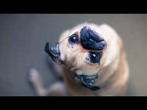 These Crazy Pugs Will Make You Laugh Non Stop | Funny Dog Videos