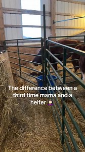 She didn’t read the book#heifer #calving #calvingseason #newbaby #calving2025 #hereford #babycow #fyp | Nature of animal