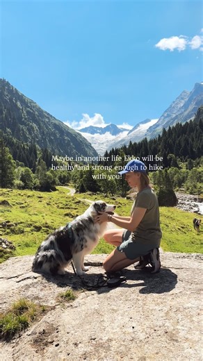 Ekko & Barbara🐾 Aussie Dog | Outdoor Life on Instagram: "Ekko has advanced stage of LTV and his tail was cut too short which makes this condition harder for him. Unfortunately hes also castrated. His body is not set up for success but we refuse to give up. Ekko does fitness 5x per week, Ekko gets kiropractic adjustments, massages, laser therapies, he gets conditioned to make his body stronger. I want to hike many more mountains with him and he will be able to, i believe in US! Together we will 